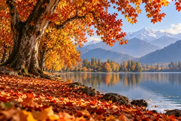 Illustration: golden autumn Chinar trees